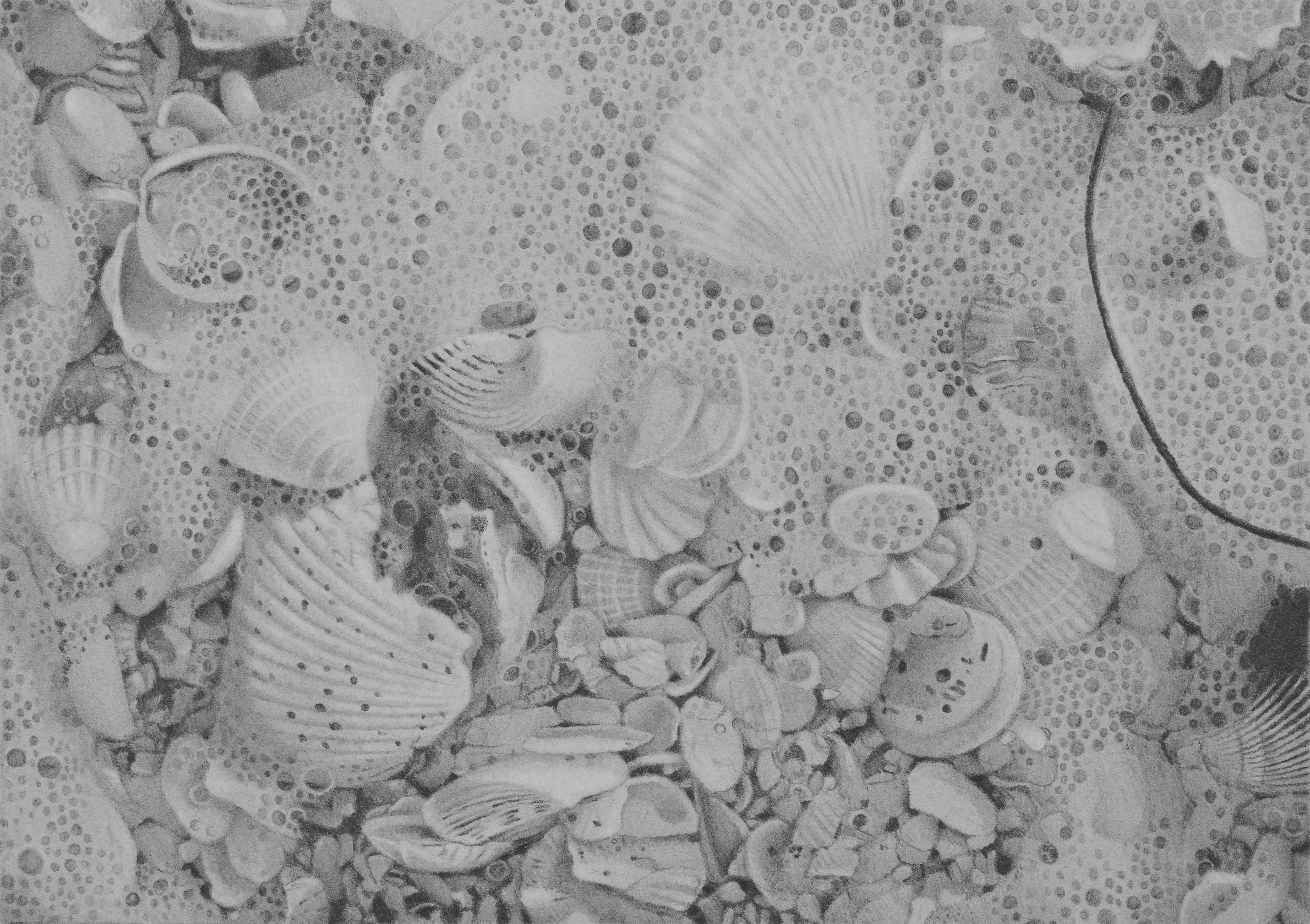 Mary Reilly Still-Life - Seashells 5, photorealist black and white graphite drawing