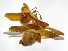 Maple Seed Pods, photorealist still life drawing