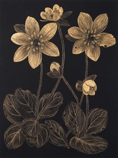 Anemone 1, contemporary realist botanical still life drawing