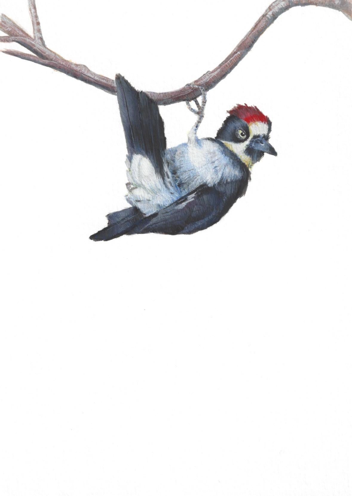Woodpecker, realist animal portrait, watercolor and gouache