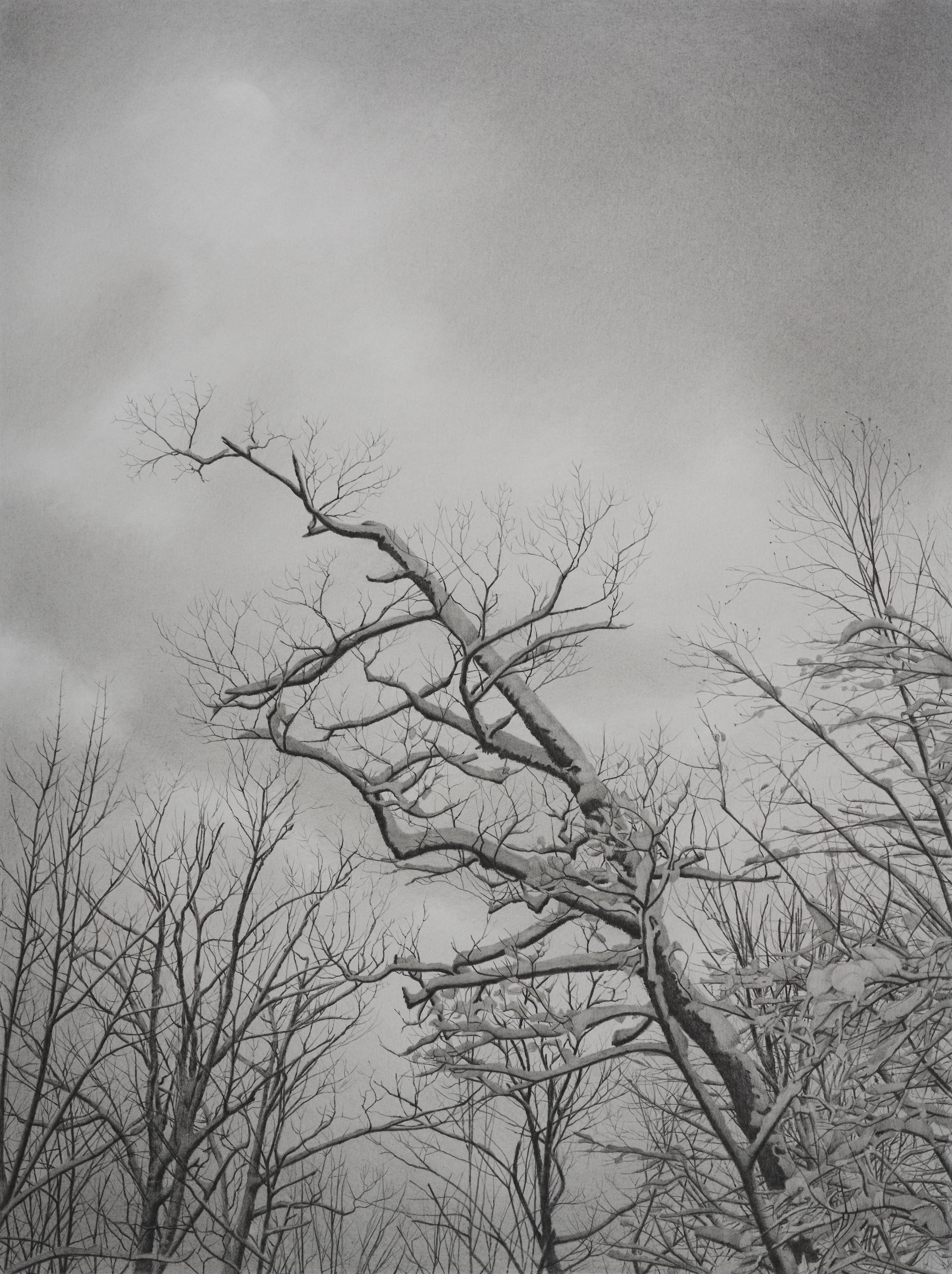 Wintry Trees 5, photorealist graphite landscape drawing