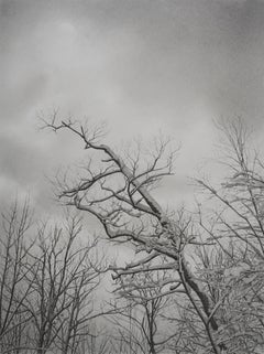 Wintry Trees 5, photorealist graphite landscape drawing