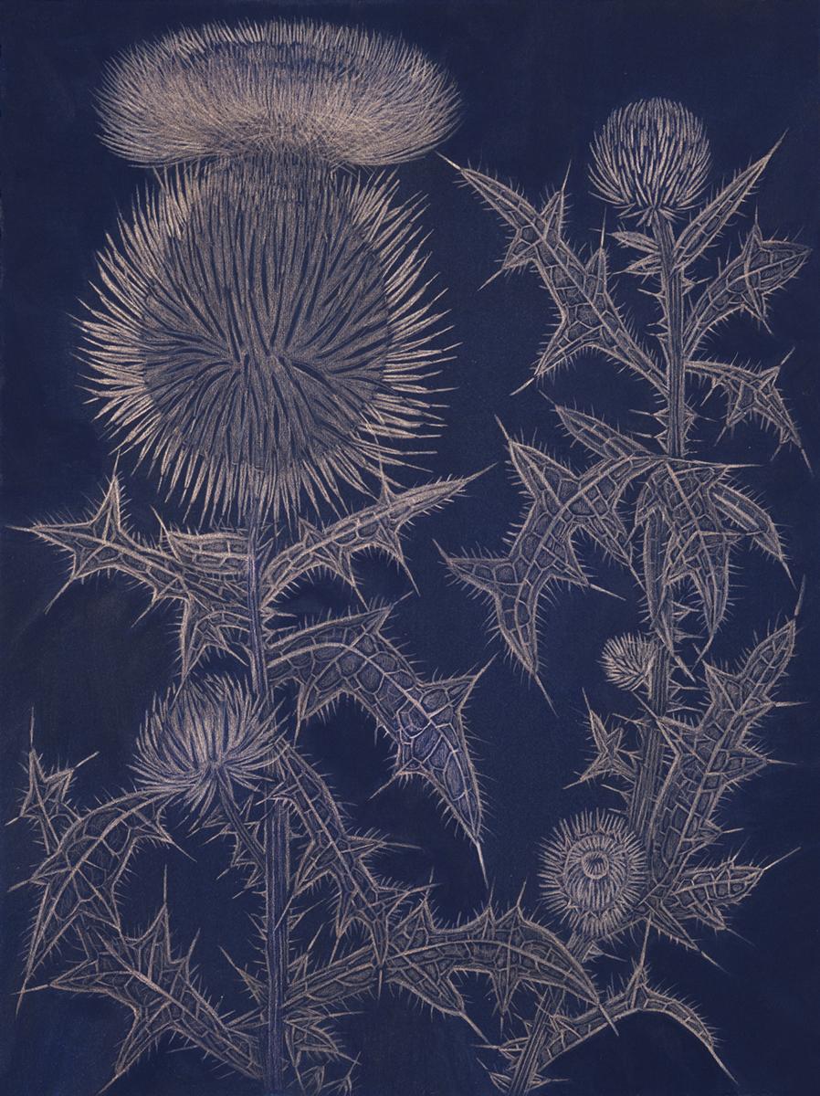Margot Glass Still-Life - Blue Thistle, goldpoint botanical still life drawing