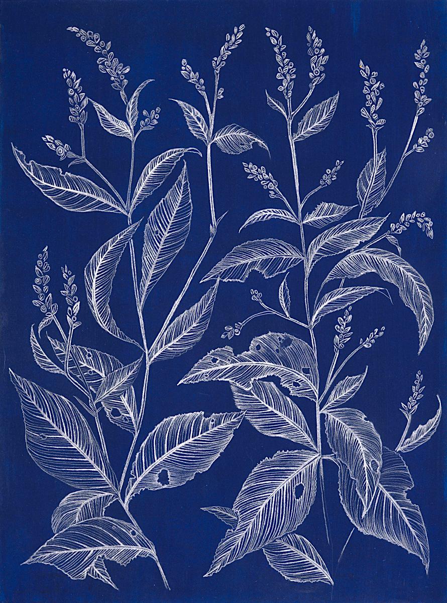 Lady Lady's Thumb (blau), botanische Graphit-Stilllebenzeichnung