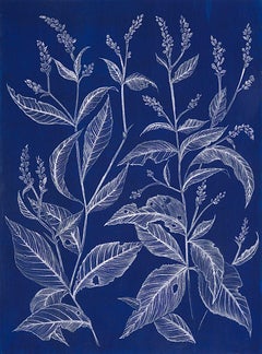 Lady's Thumb (blue), graphite botanical still life drawing