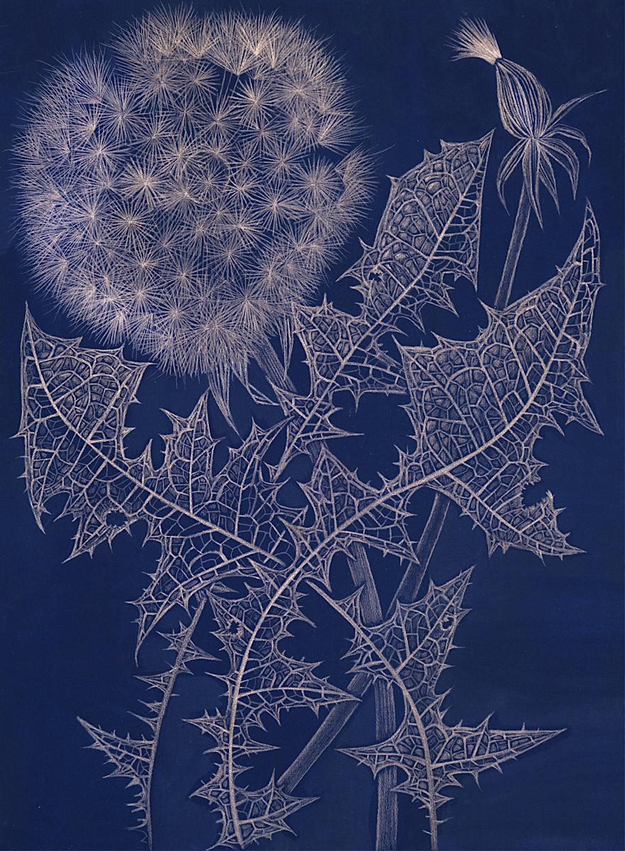 Margot Glass Still-Life - Blue Dandelion with Bud (2), goldpoint botanical still life drawing