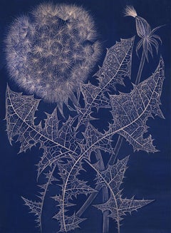 Blue Dandelion with Bud (2), goldpoint botanical still life drawing