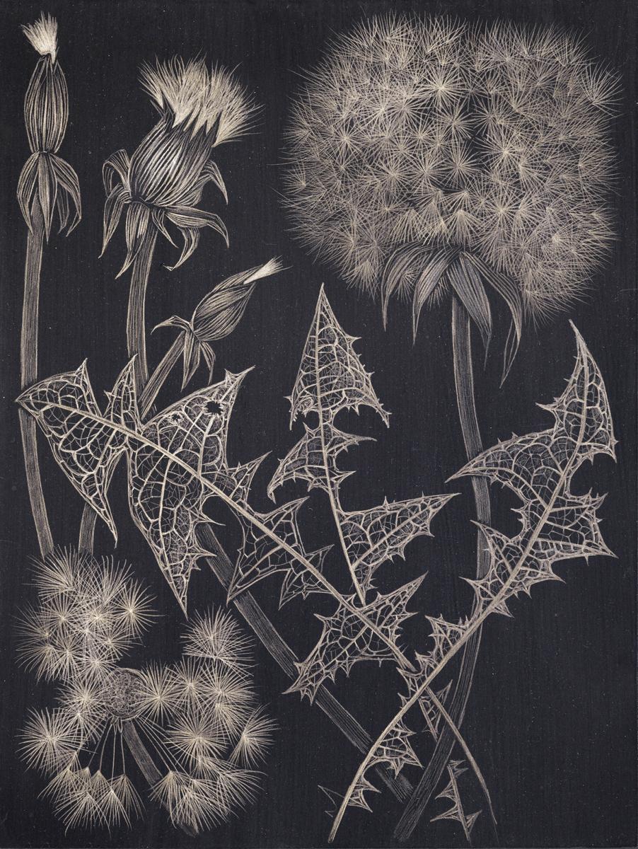 Margot Glass Still-Life - Dandelions, goldpoint botanical still life drawing