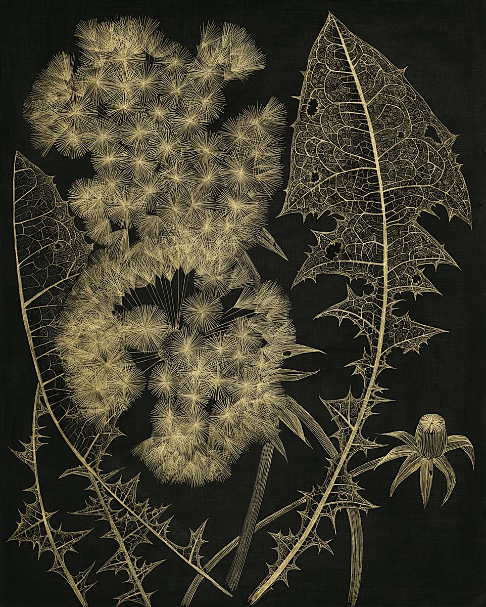 Margot Glass Still-Life - Two Dandelions with Bud, gold acrylic ink botanical still life on panel
