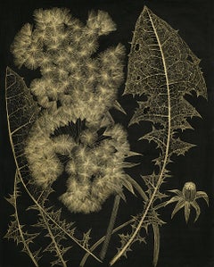 Two Dandelions with Bud, gold acrylic ink botanical still life on panel