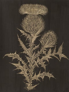 Small Thistle, goldpoint botanical still life drawing