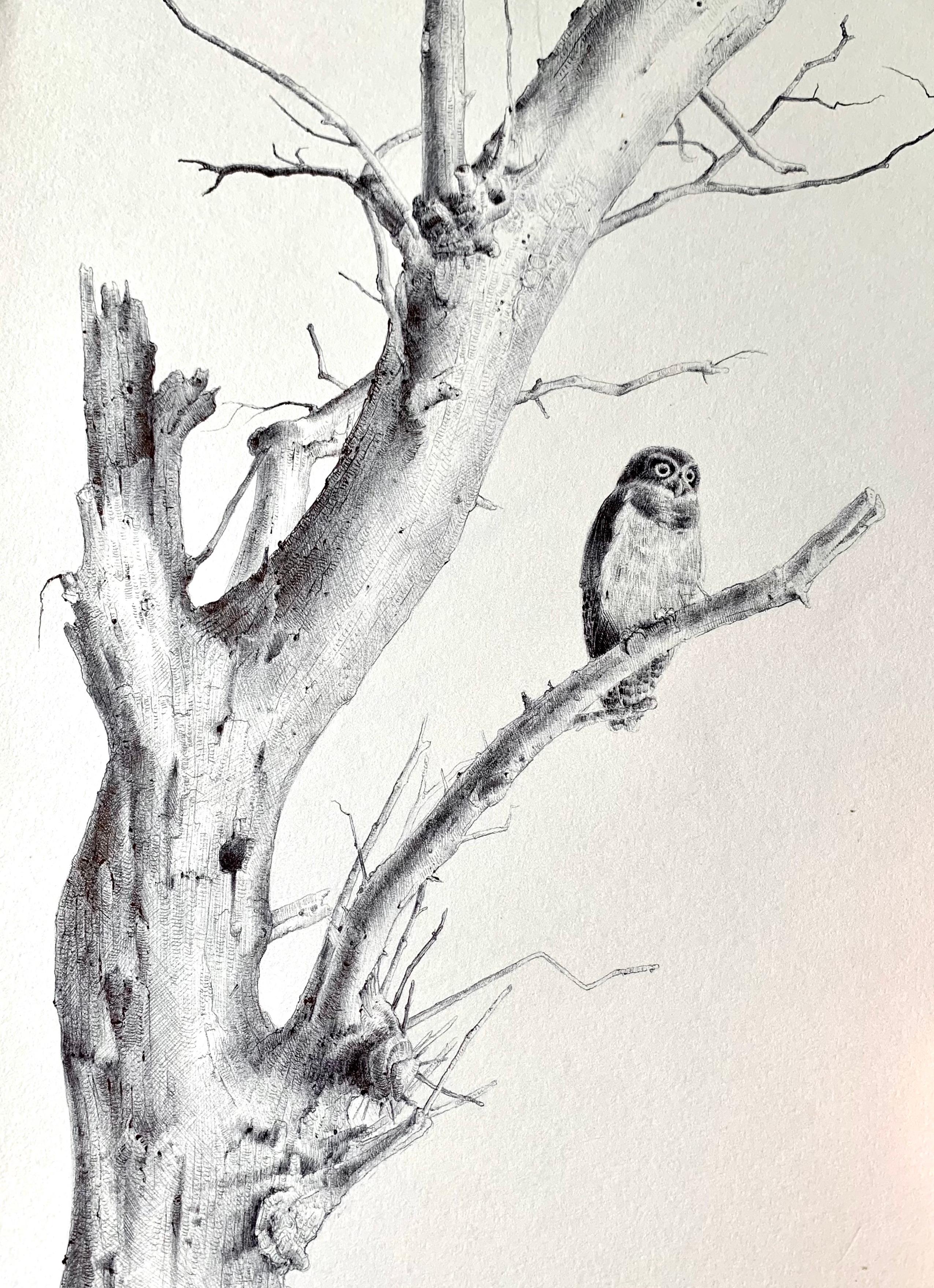 Untitled Tree 1, dessin réaliste de nature morte au stylo à bille, 2021