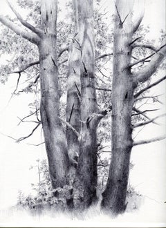 Untitled Tree 3, realist ballpoint pen still life drawing, 2021
