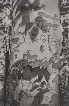 Graffiti Tree 5, dessin de paysage photoréaliste au graphite, 2022