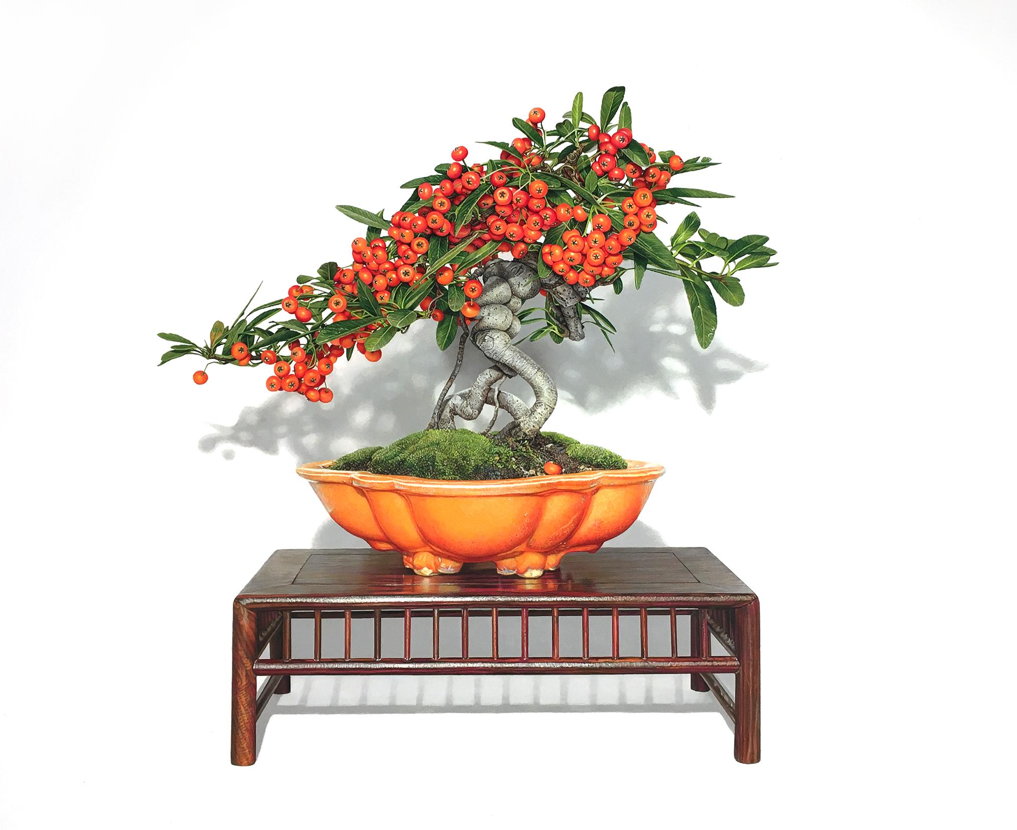 Pyracantha Bonsai, 2023, hyper-realist drawing, colored pencil on paper