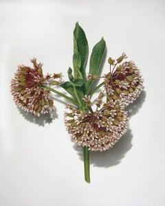 Milkweed, 2023, Colored pencil on paper, hyper-realist drawing
