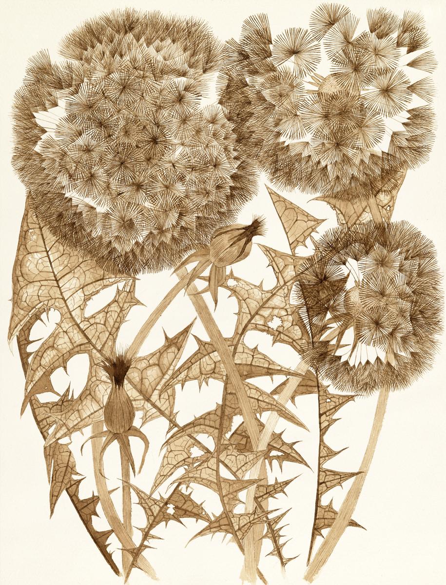 Sandy Litchfield Still-Life - Dandelions with Two Buds, 2023, black walnut ink botanical still life drawing