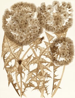 Dandelions mit zwei Knospen, 2023, botanische Stillleben-Zeichnung mit schwarzer Nussbaum-Tinte