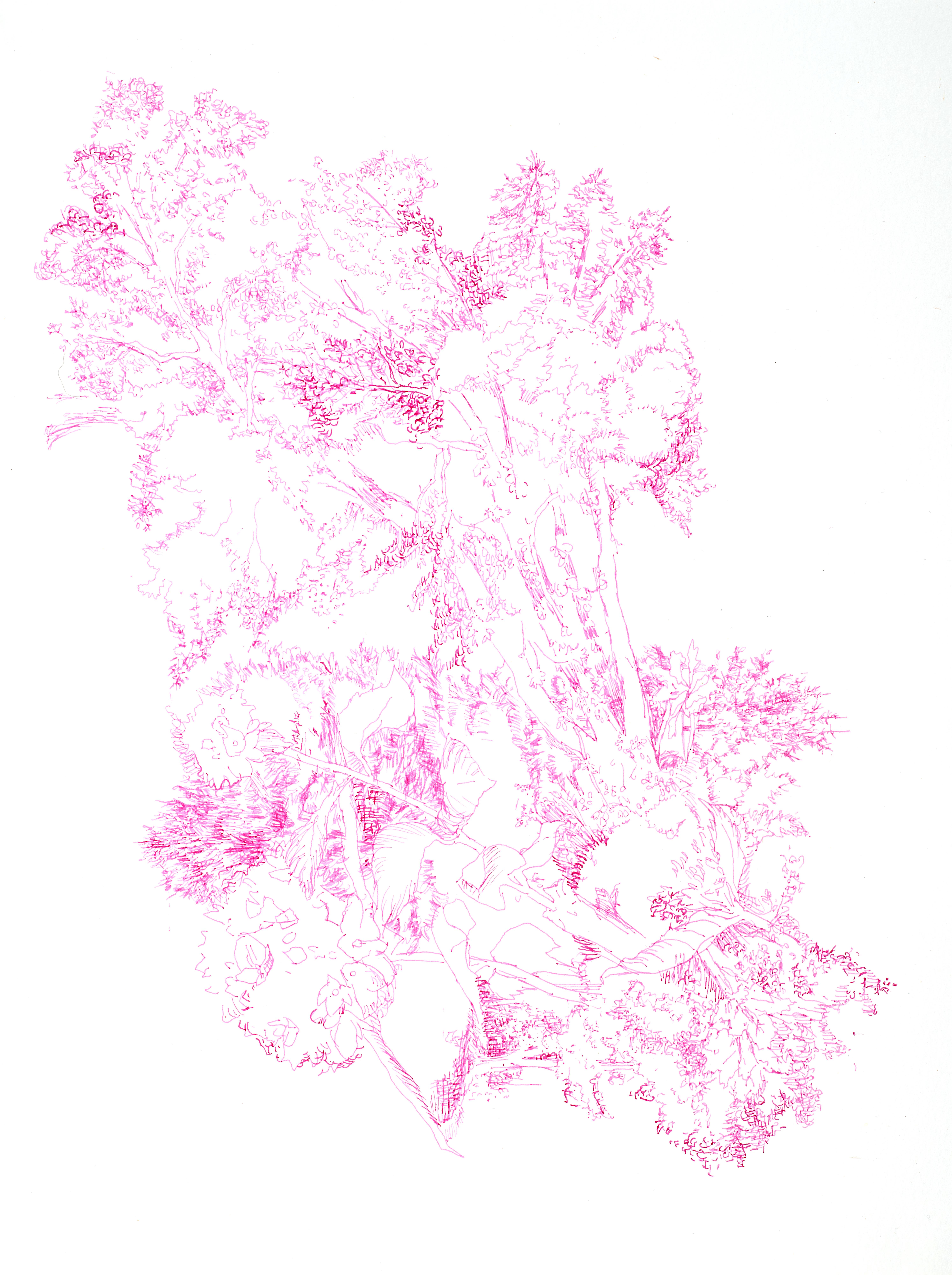Kathleen Beausoleil, Transverse 2023, encre rose sur papier, dessin de paysage