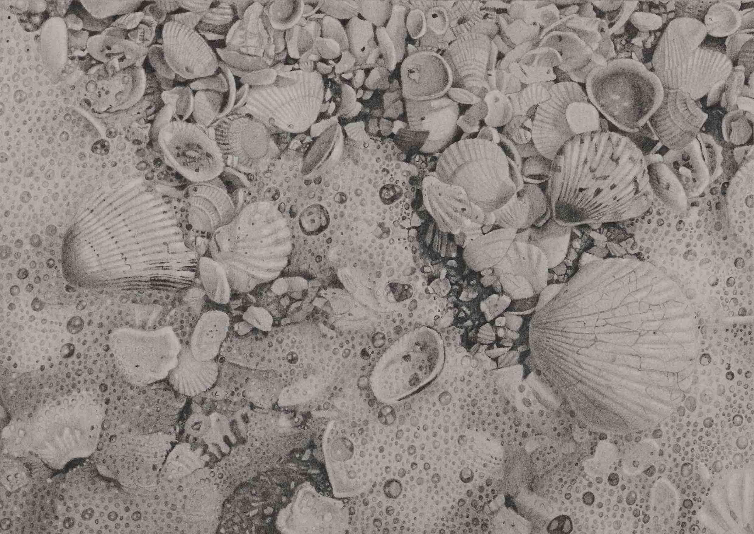 Seashells 6, Beach-strewn seashells from Sanibel Island, Graphite on Paper