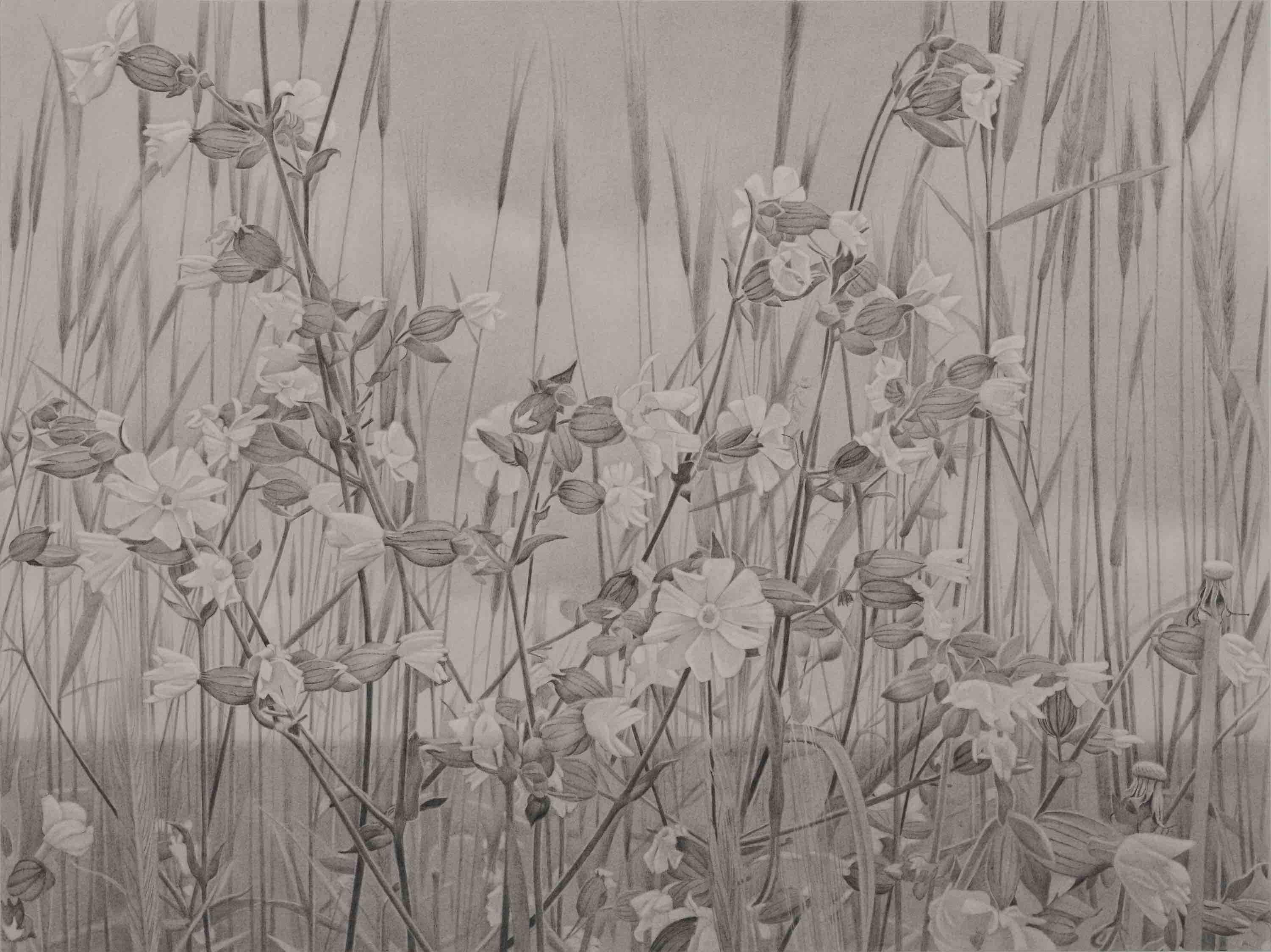 Fleurs sauvages et ciel, paysage du Vermont, dessin au graphite en noir et blanc