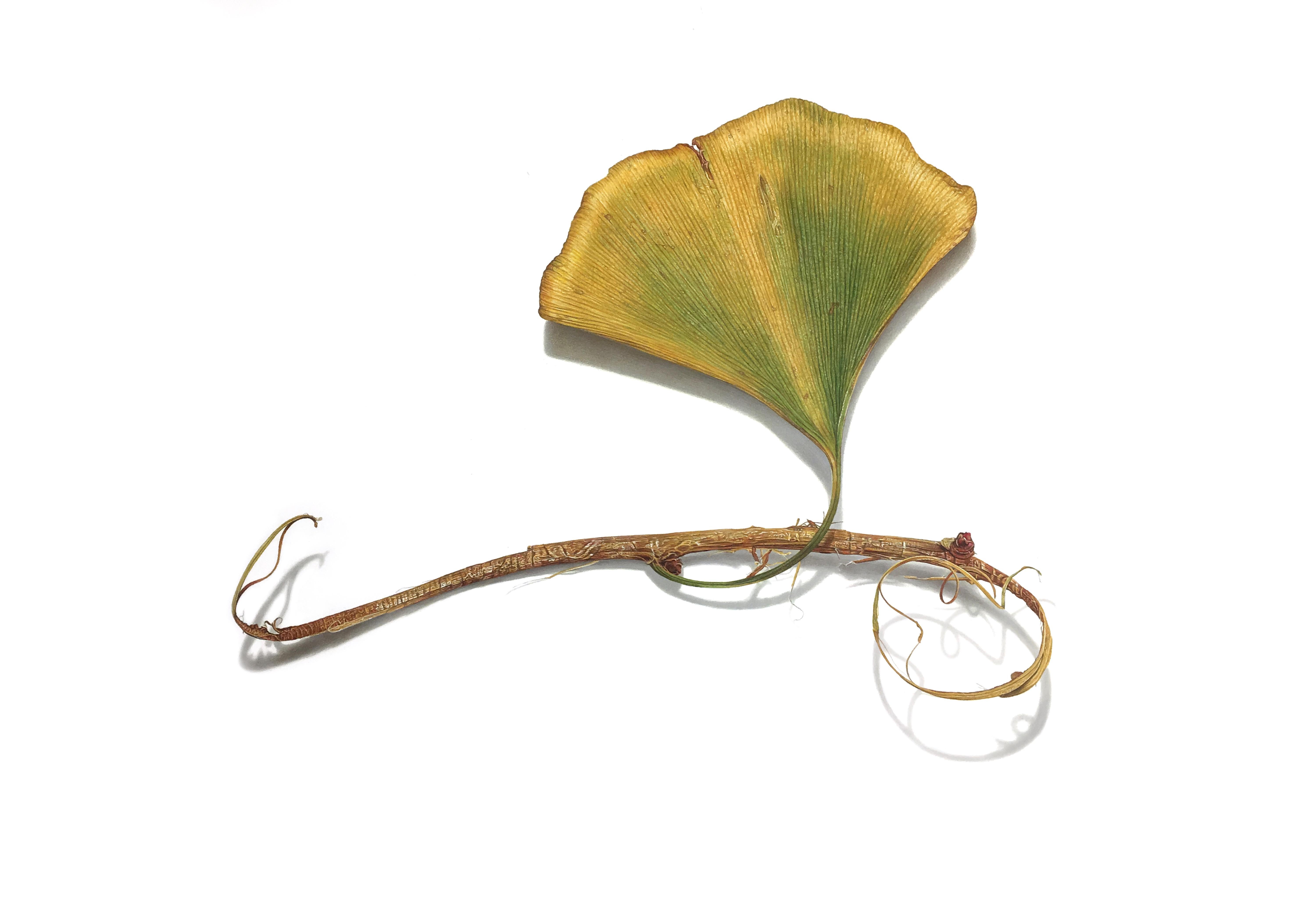 Ginkgo Twig Nr.2, 2023, hyperrealistische, farbige Bleistiftzeichnung