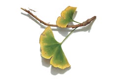 Gingko No.4, 2023, hyper-realist drawing, colored pencil on paper 