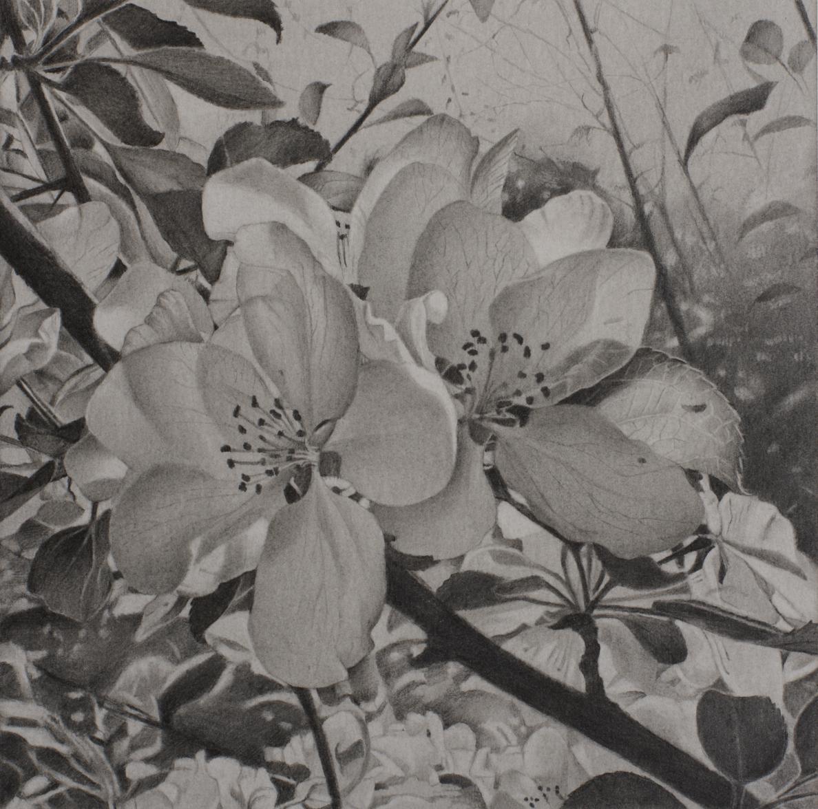 Kirschblütenblüten 1, Mary Reilly,  Schwarz-Weiß-Baum-Graphit-Zeichnung