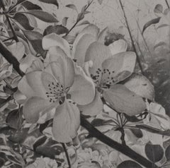 Cherry Blossoms 1, Mary Reilly,  Black & White Tree Graphite Drawing