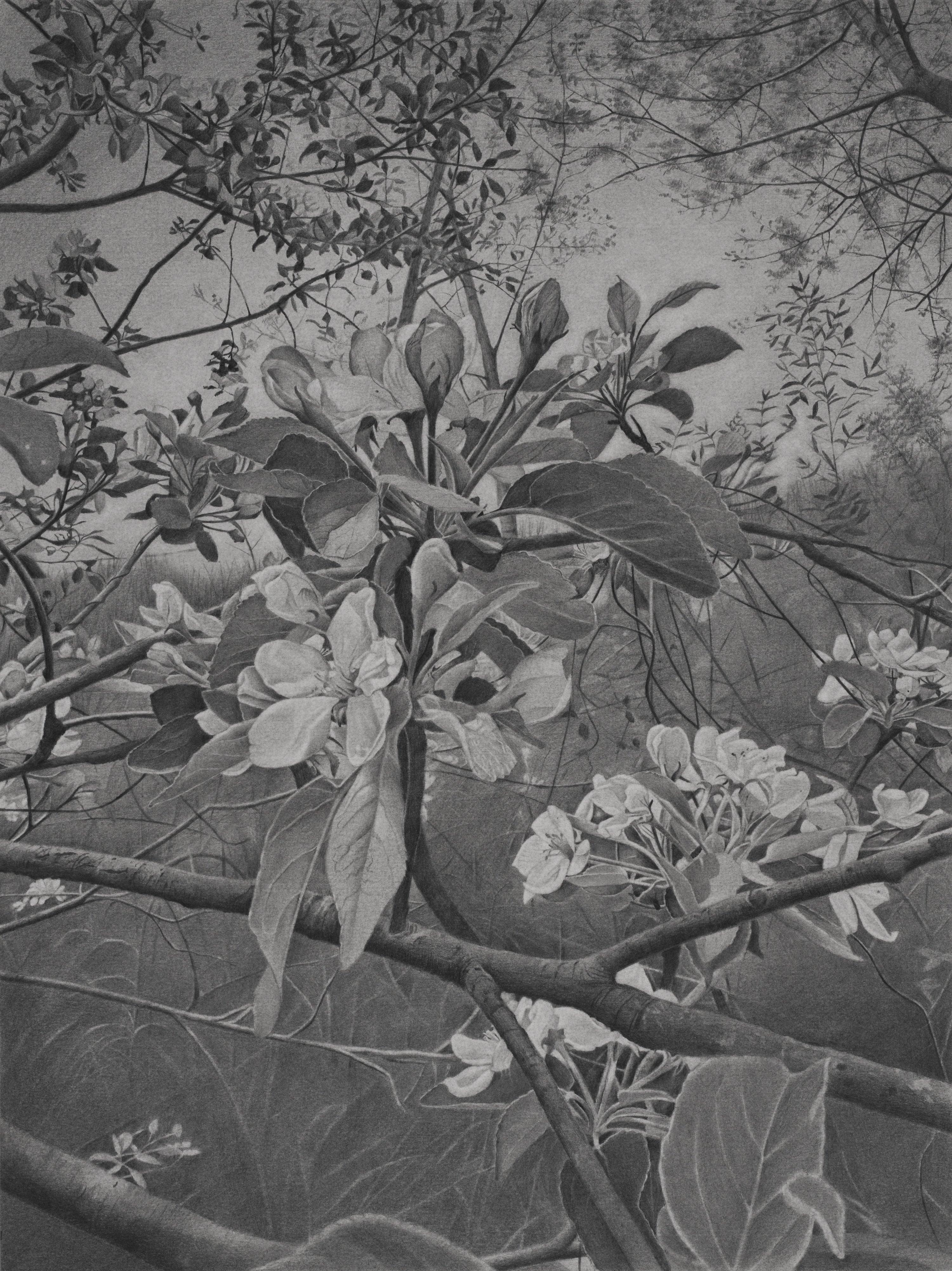 Cherry Blossoms 4, A Gray, Black and White Drawing of Cherry Blossoms on Branch