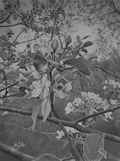 Cerezos en flor 4, Dibujo en gris, blanco y negro de cerezos en flor en una rama