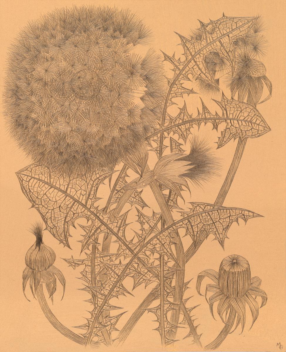 Margot Glass Still-Life – Zwei Pusteblumen, zarte, intime Silberstift-Zeichnung einer Flora auf getöntem Papier