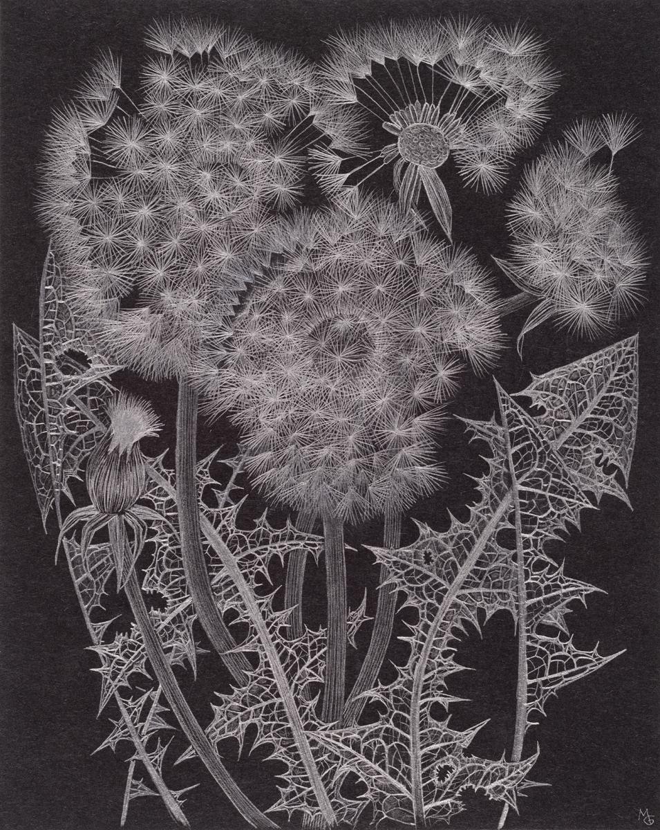Landscape Art di Margot Glass - Gruppo Dandelion, opera d'arte botanica in grafite su carta nera