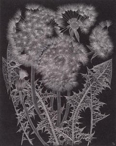 Dandelion Group, Botanisches Kunstwerk in Graphit auf schwarzem Papier