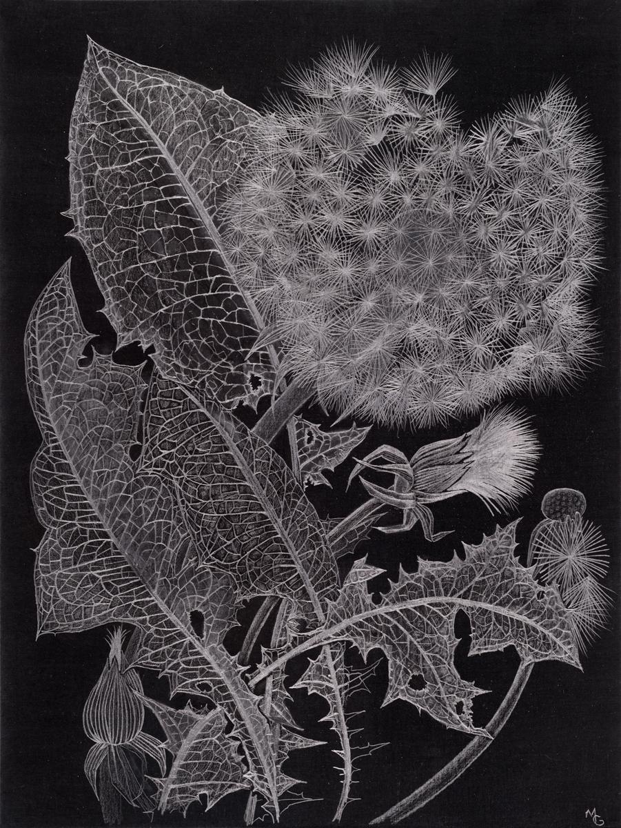Landscape Art Margot Glass - Pissenlit, graphite fin, œuvre d'art botanique sur papier noir