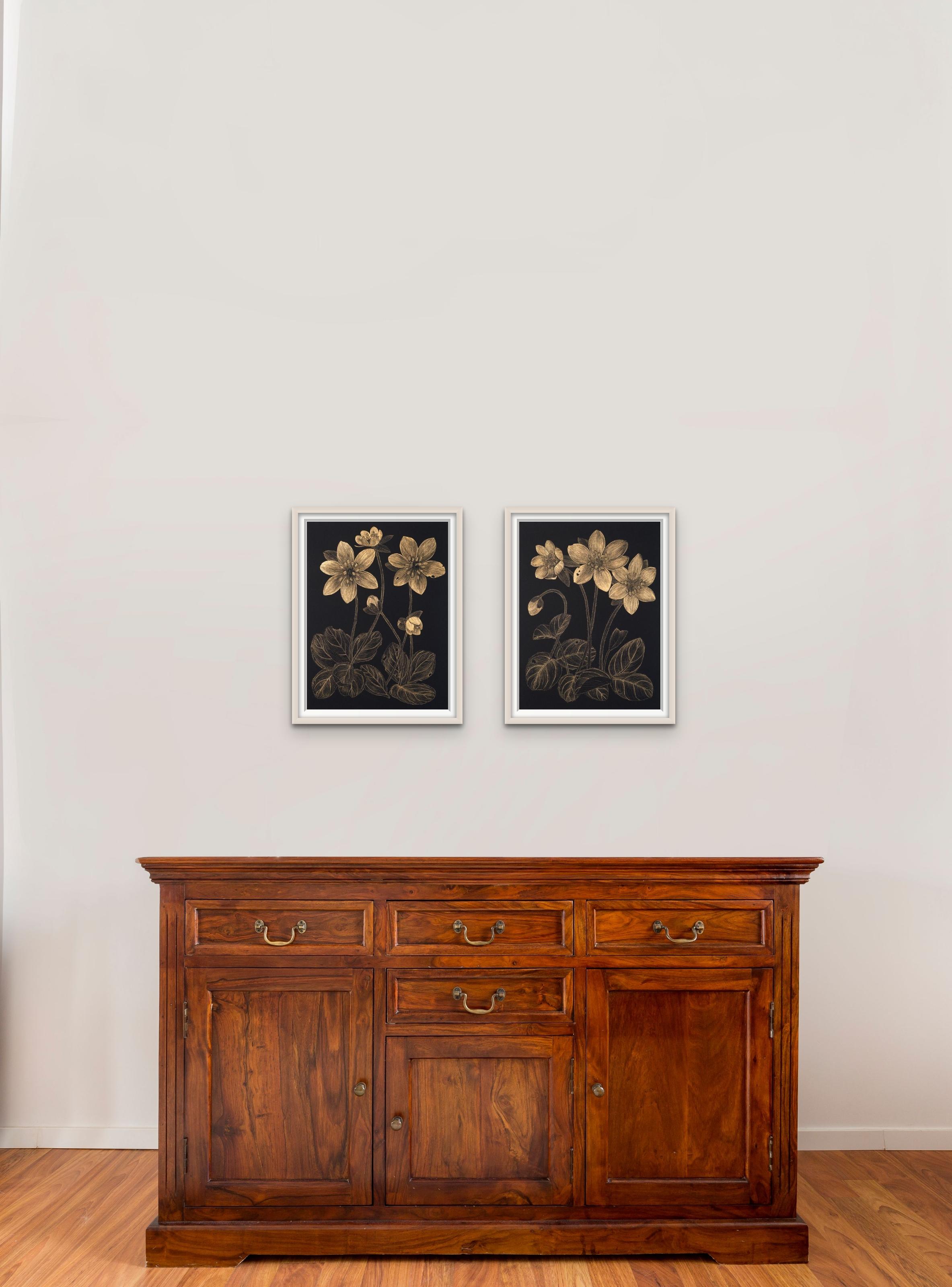 Anemone 1, zeitgenössische realistische botanische Stilllebenzeichnung – Art von Margot Glass