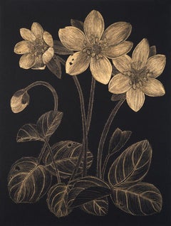 Anemone 2, contemporary realist botanical still life drawing