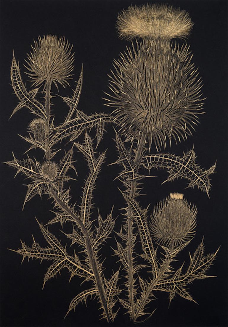 Margot Glass Still-Life - Large Thistle 1, contemporary realist botanical still life drawing