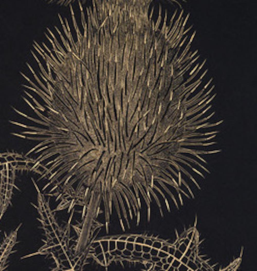 Große Distel 1, zeitgenössische realistische botanische Stillleben-Zeichnung – Art von Margot Glass