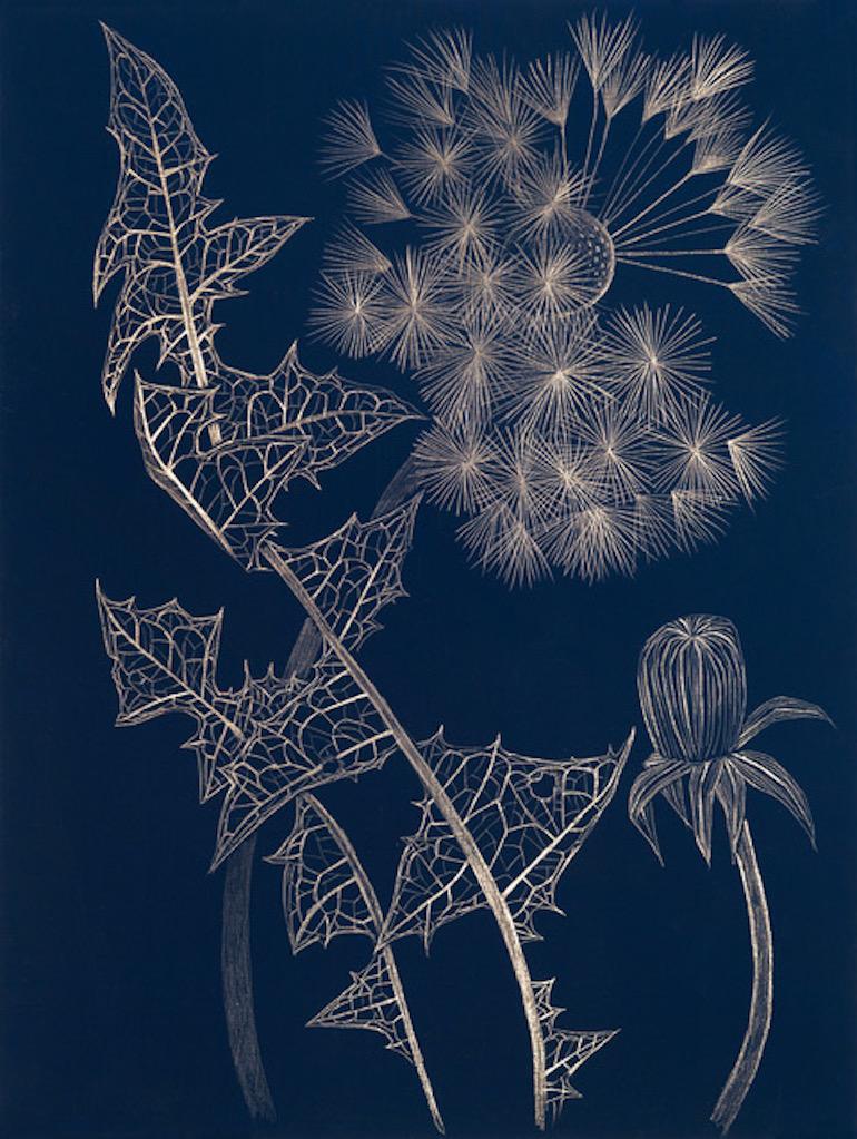 Margot Glass Still-Life - Blue Dandelion with Bud, contemporary realist botanical goldpoint drawing