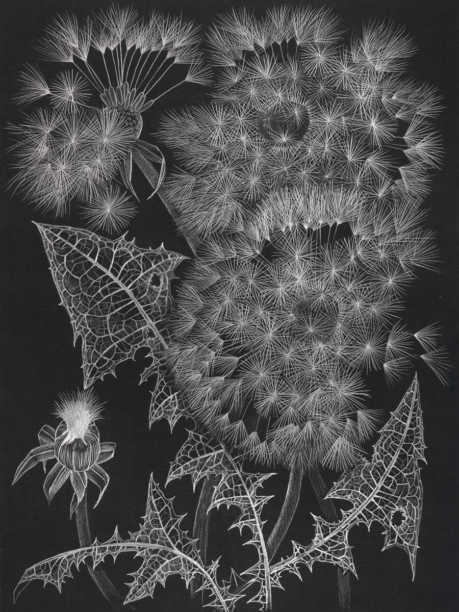 Drei Pusteblumen, zeitgenössische realistische botanische Stilllebenzeichnung