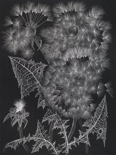 Three Dandelions, contemporary realist botanical still life drawing