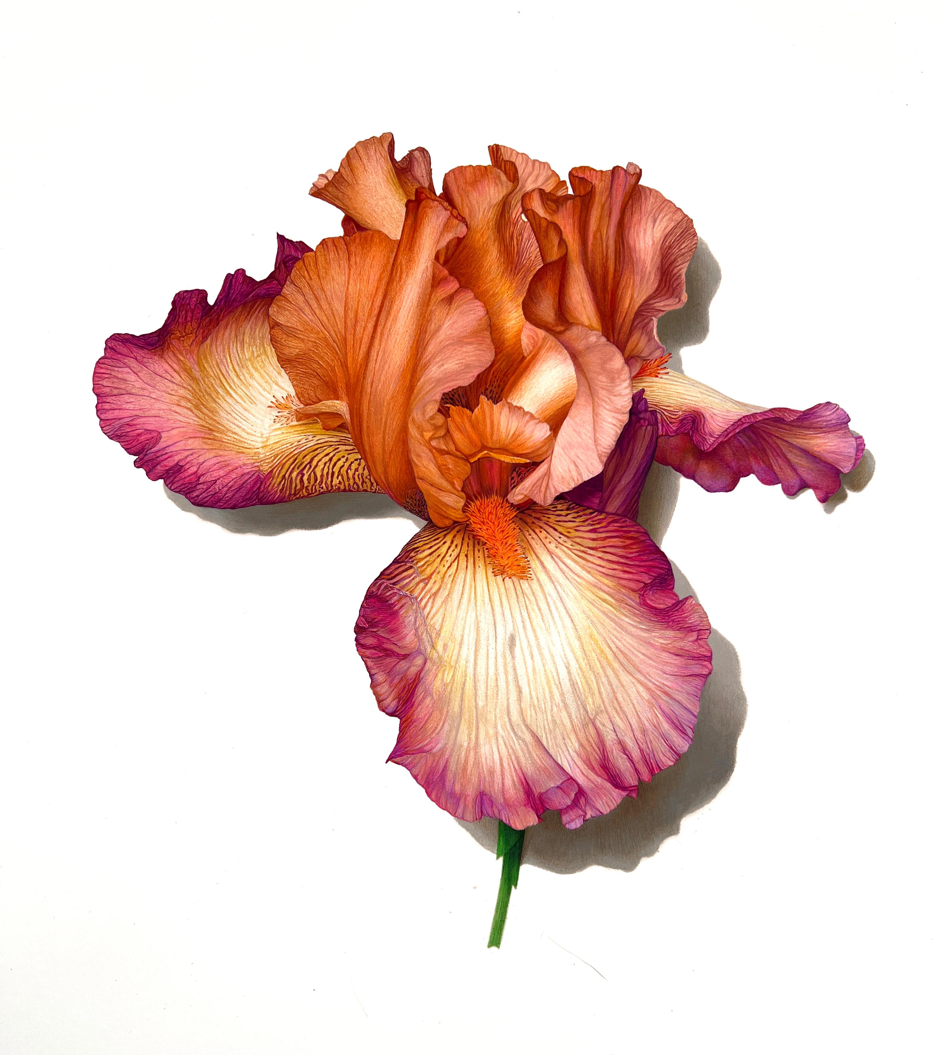 Still-Life David Morrison - Snapshot Série n° 2 (Iris), dessin de nature morte au crayon en couleur photoréaliste