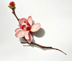 Magnolia Blossom Series No. 3, photorealist colored pencil still life drawing