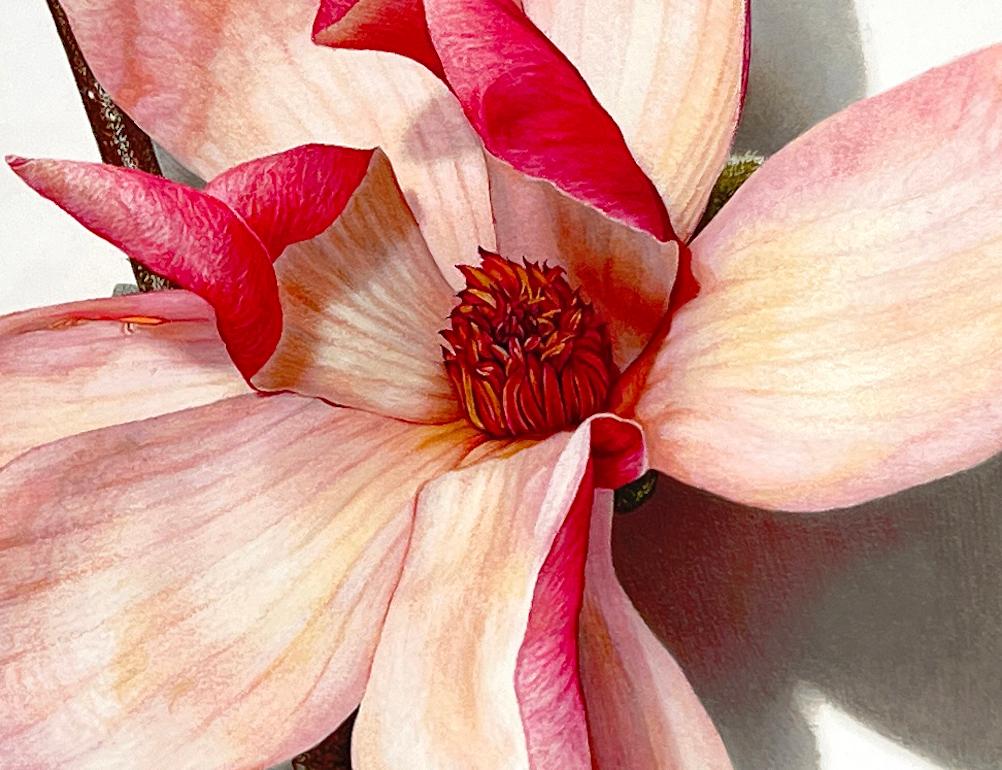 Magnolia Blossom Series No. 3, photorealist colored pencil still life drawing - Art by David Morrison