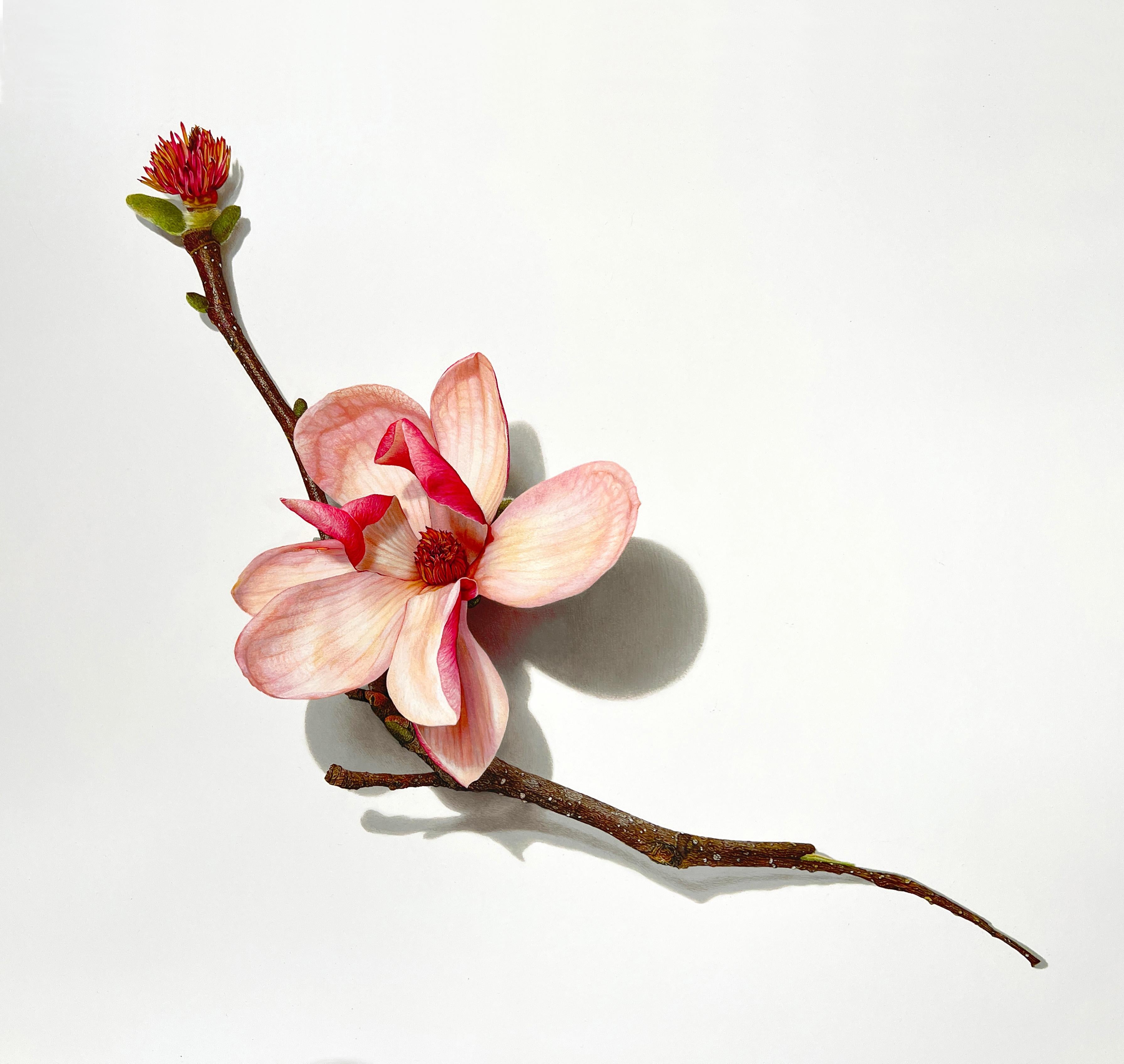 David Morrison Still-Life - Magnolia Blossom Series No. 3, photorealist colored pencil still life drawing