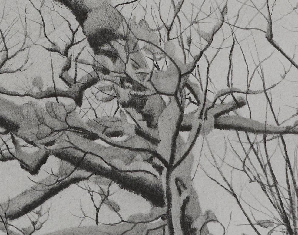 Wintry Trees 5, fotorealistische Graphit-Landschaftszeichnung – Art von Mary Reilly
