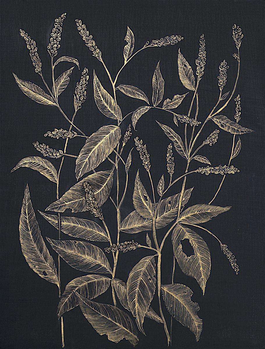 Le pouce de dame, dessin de nature morte botanique à l'encre acrylique dorée