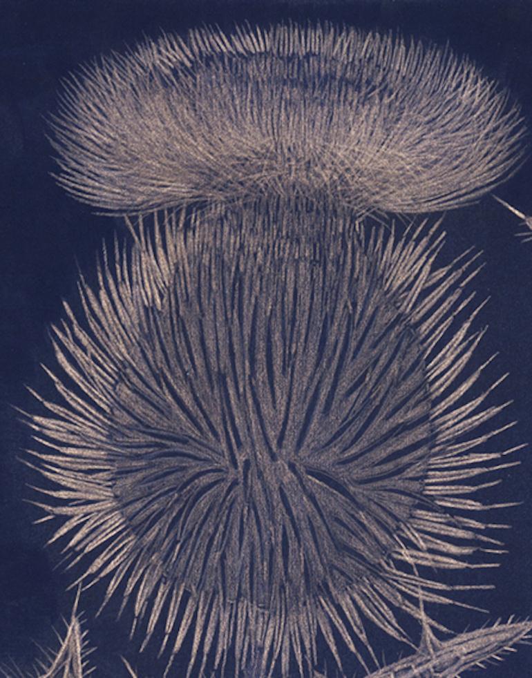 Blue Thistle, goldpoint botanical still life drawing - Art by Margot Glass