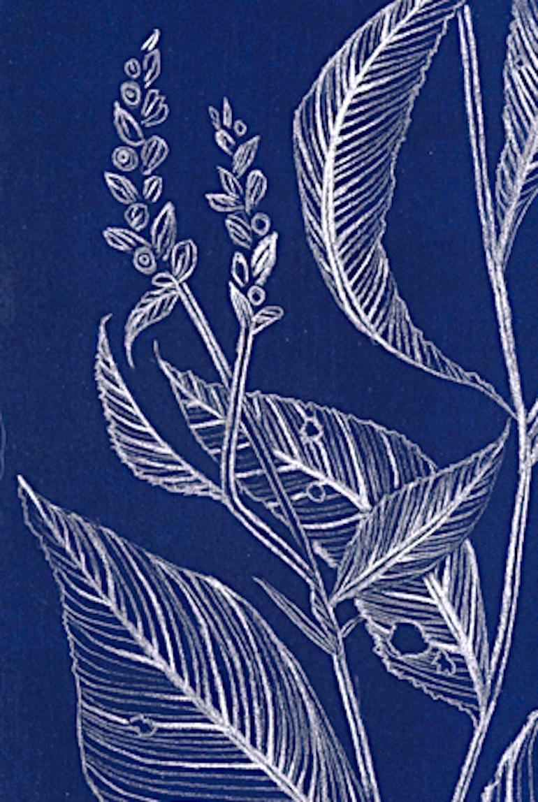 Lady's Thumb (blue), graphite botanical still life drawing - Art by Margot Glass